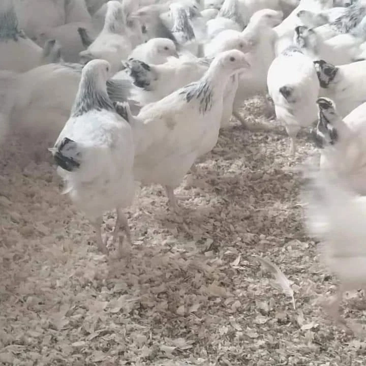 suseks