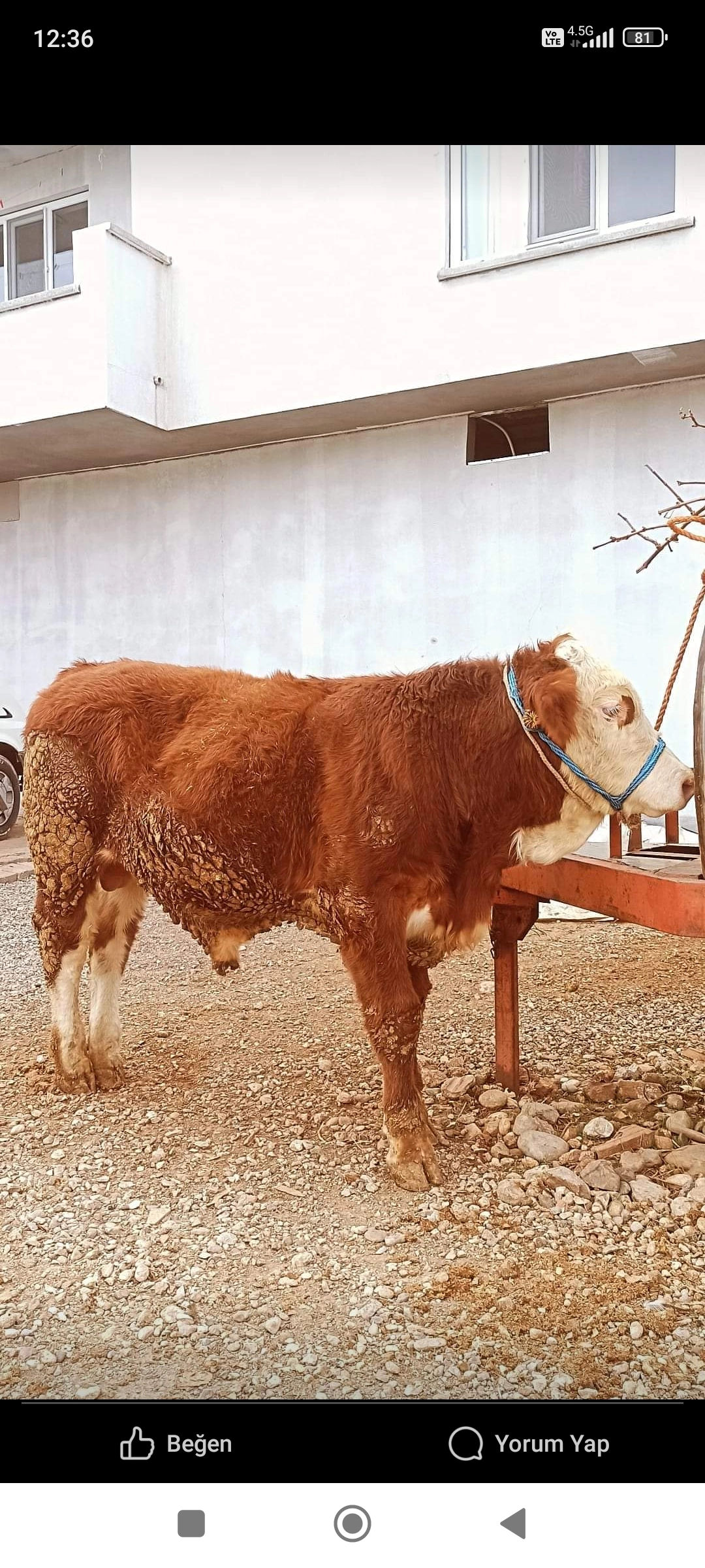 Mertal Hayvancılık ????