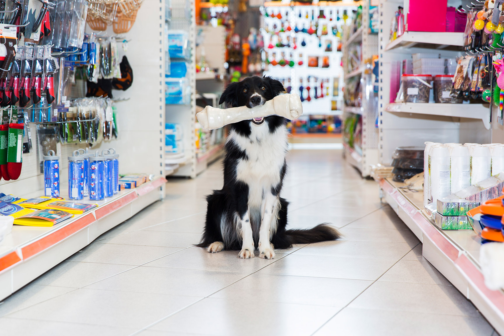 PETSHOP