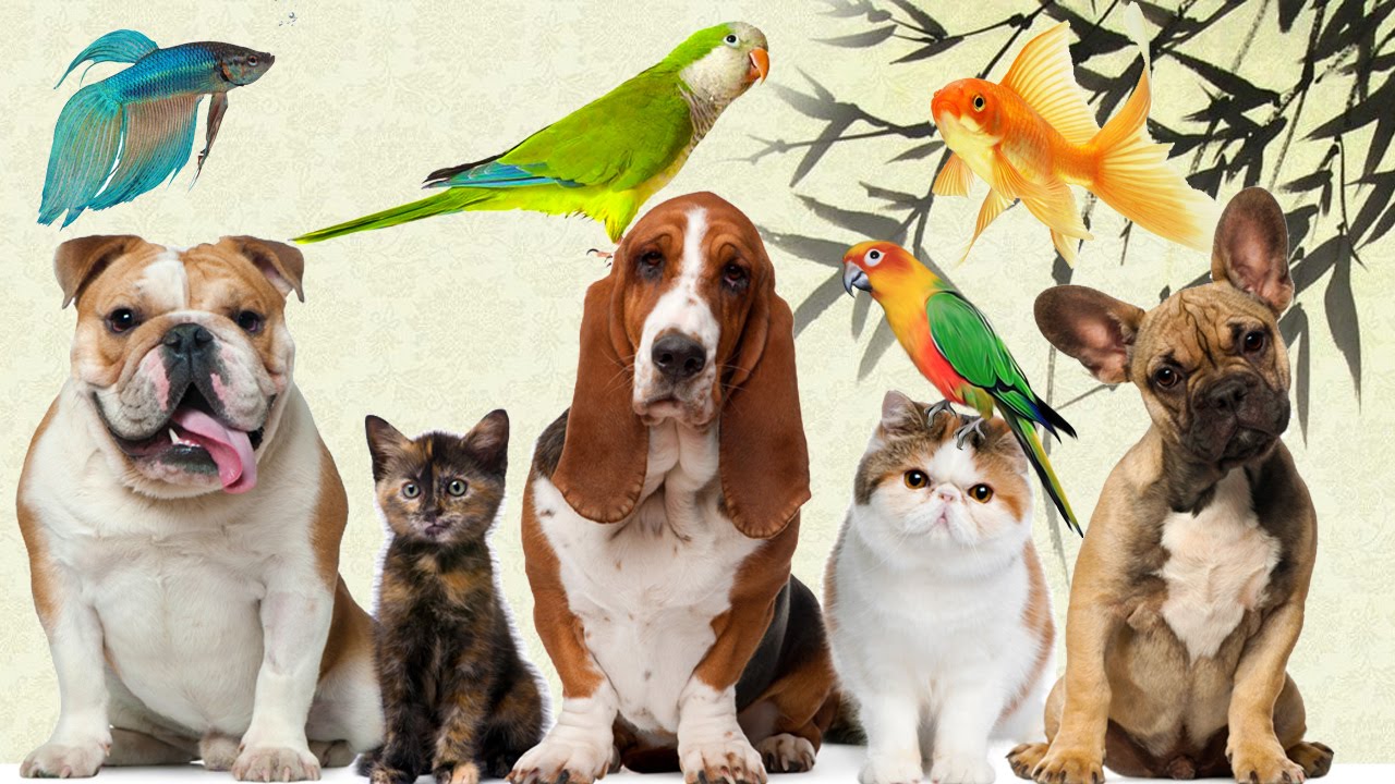 PETSHOP