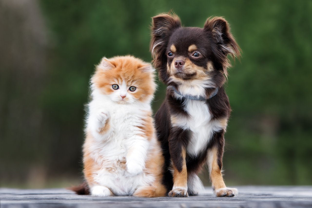 PETSHOP