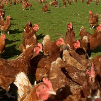 Bulut Yarka Tavukçuluk Konya Toptan Tavuk Satış ve Siparişi