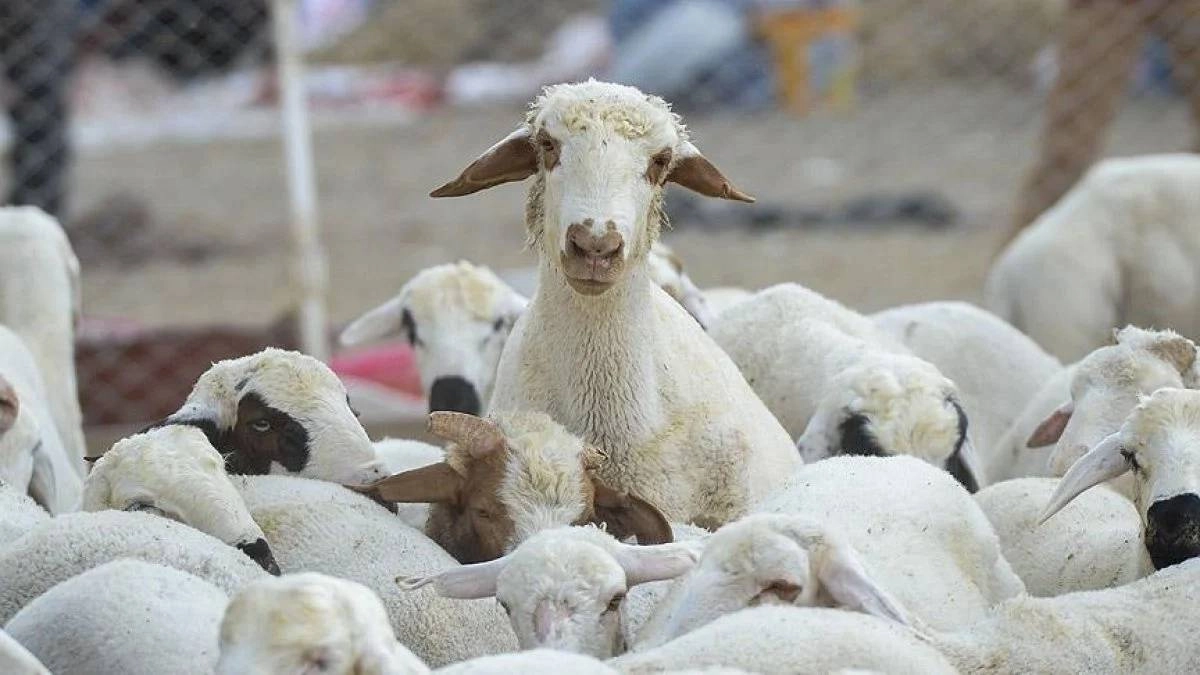 Kocasinan Kurbanlık Alım Satımı