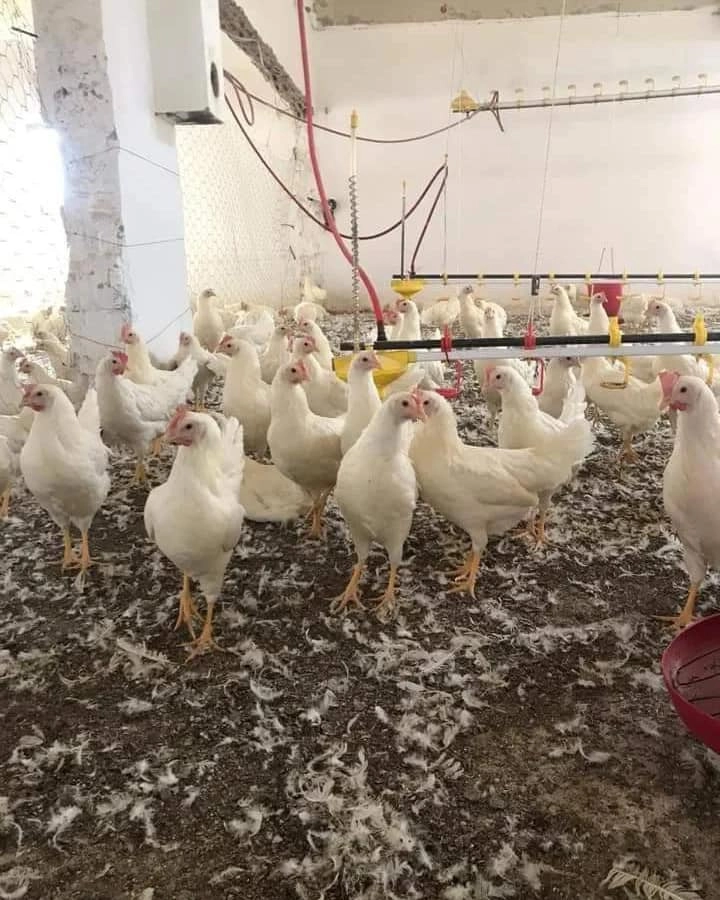 LİGORİN TAVUK YUMURTAYA TAKIN 