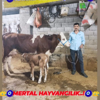 Mertal Hayvancılık Kahta Büyükbaş Hayvan Alım Satım Hizmeti
