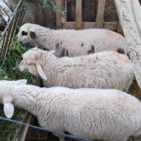 KALMAZ BESİCİLİK Korkuteli Adaklık Kurbanlık Satış İşleri