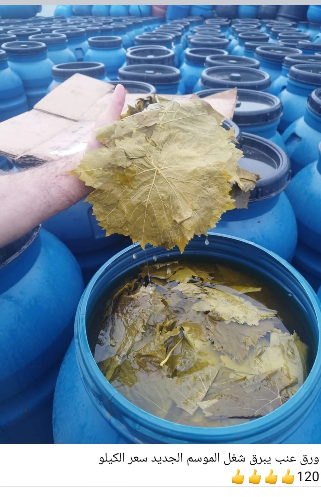   ورق عنب يبرق شغل الموسم الجديد