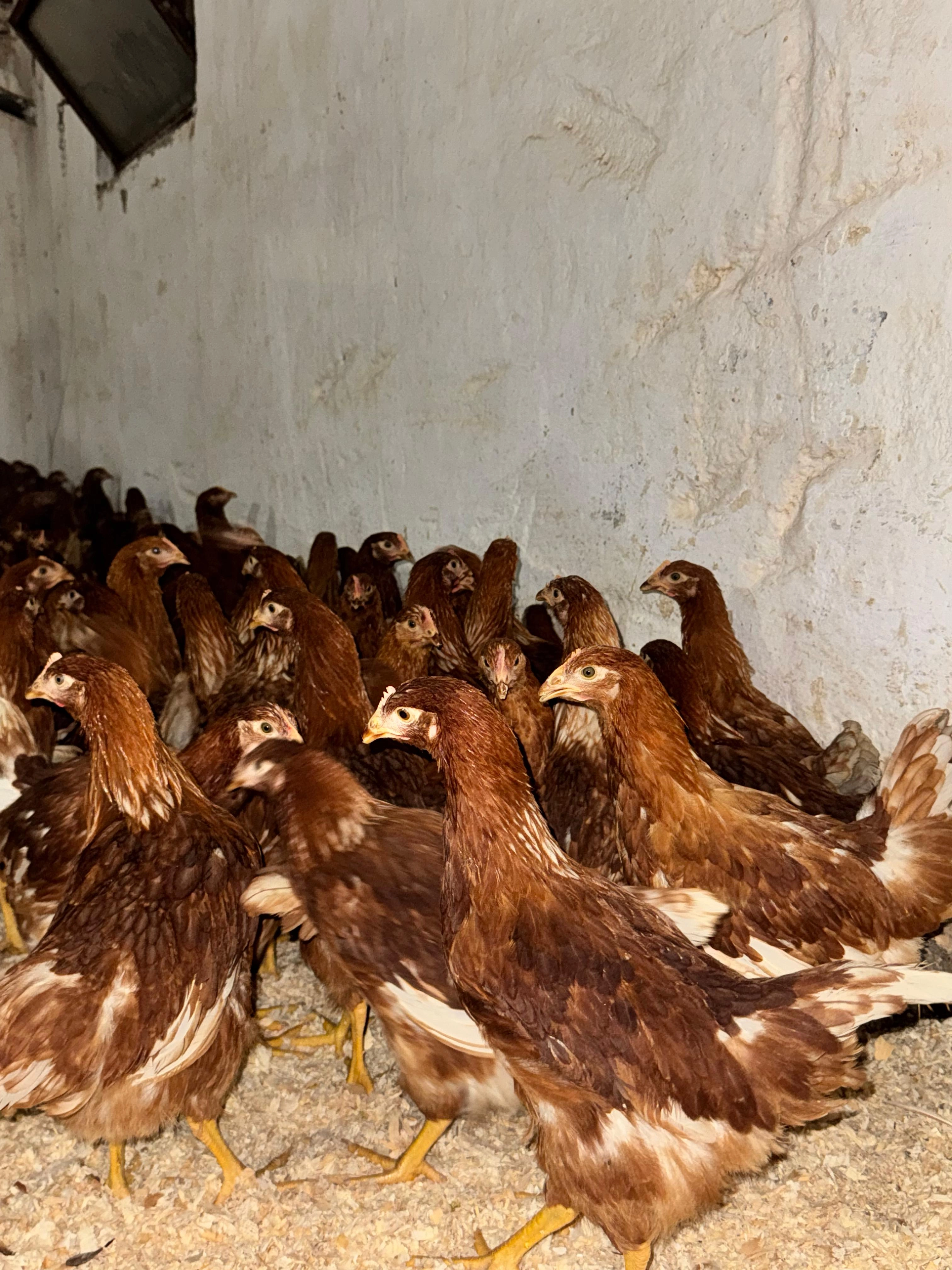 LOHMAN BROWN 900-1000 gr