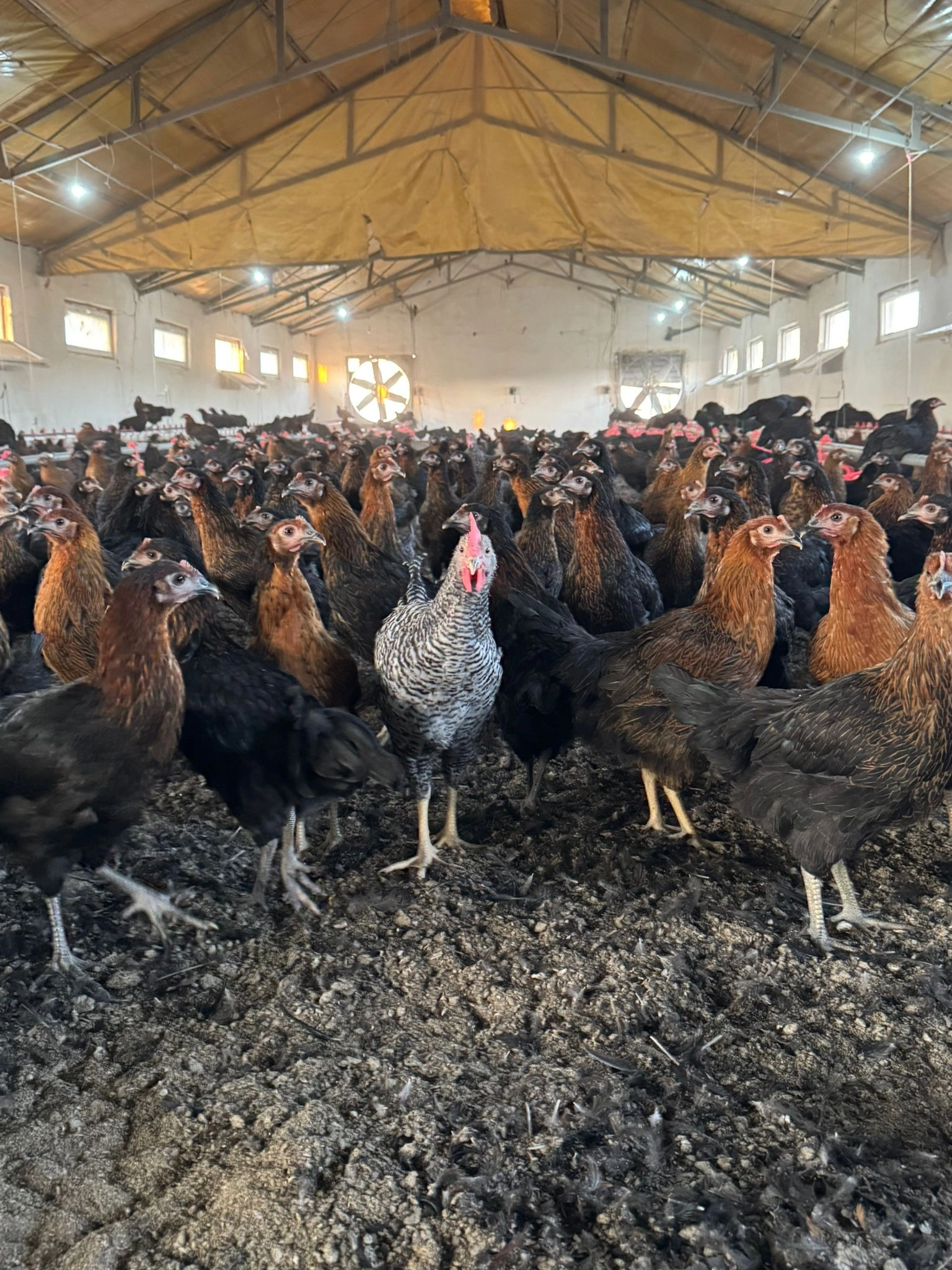 Ataks YUMURTAYA TAKIN 